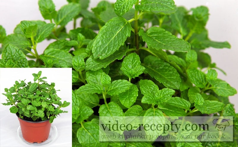 Mäta pieporná - Mentha piperita